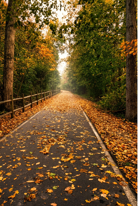 Autumn Forest Path Fall Nature Photography Woodland Trail Landscape Decor Instant (Digital Download)